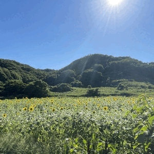 アリス
