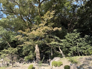 りく