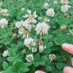 ♡