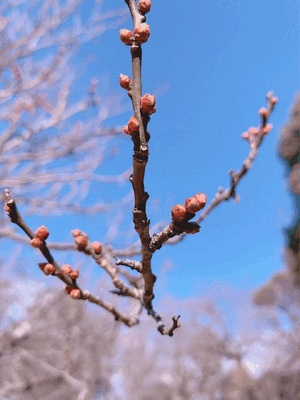 わたる