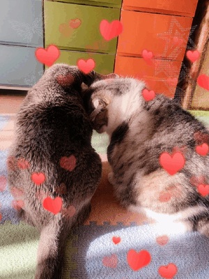 わたる
