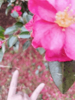 わたる