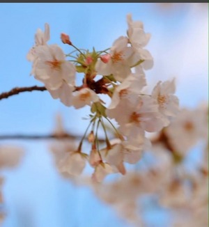 優花