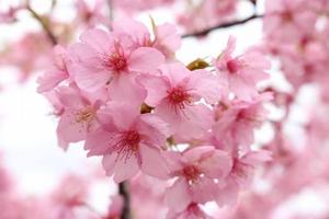 優花