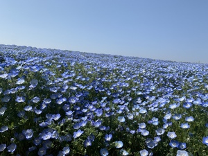 優花