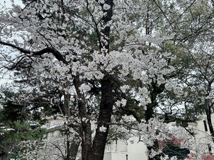 優花