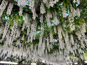 優花