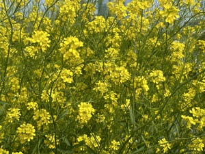 優花
