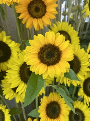 優花