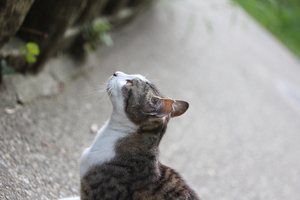 しの