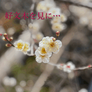 しの
