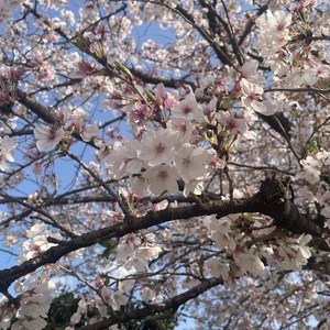 りり 写メ画像 桜