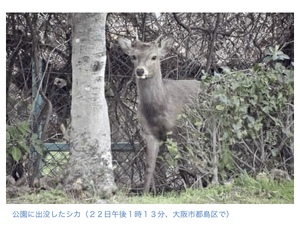 りり