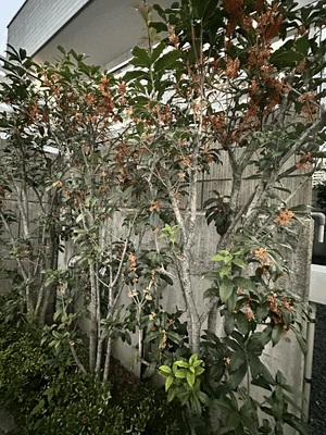真莉