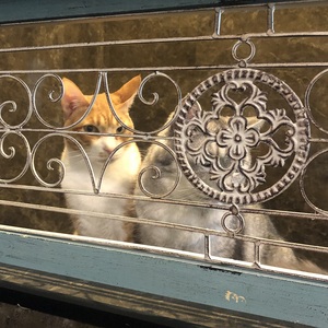 せんり