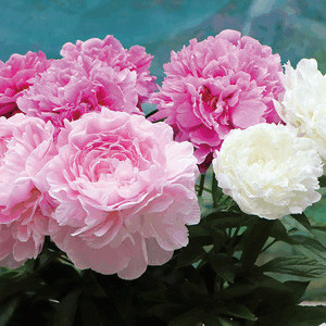 立てば芍薬座れば牡丹