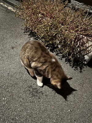 ひかり