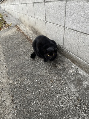 ひかり